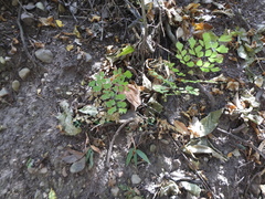 Adiantum