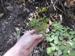 Adiantum