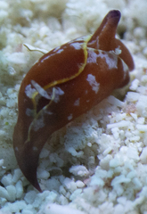 Gastropteron chacmol