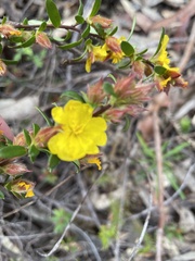 Hibbertia bracteata