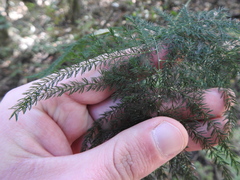 Asparagus