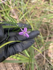 Thysanotus multiflorus