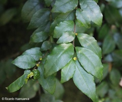 Azara serrata