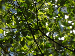 Alnus acuminata