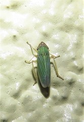 Xyphon reticulatum