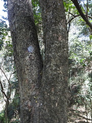 Alnus acuminata