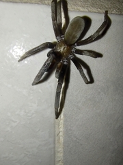 Kukulcania