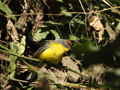 Myioborus brunniceps