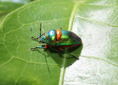Lampromicra senator