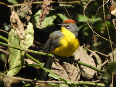 Myioborus brunniceps