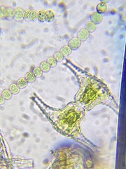 Staurastrum anatinum