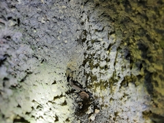 Tetragnathidae