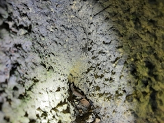 Tetragnathidae