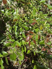 Cryptocarya triplinervis