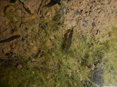 Continenticola