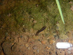 Continenticola
