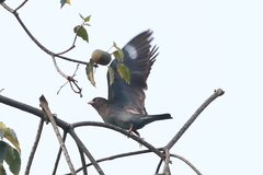 Eurystomus orientalis