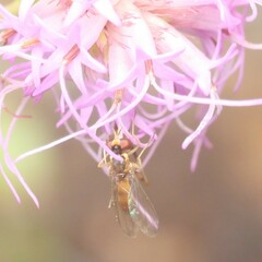 Stylogaster biannulata