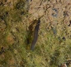 Continenticola