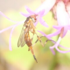 Stylogaster biannulata
