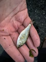 Cymatogaster aggregata