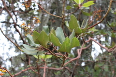 Arbutus xalapensis