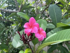 Plumeria