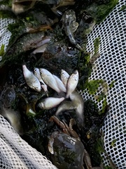 Cymatogaster aggregata