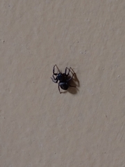 Hasarius adansoni