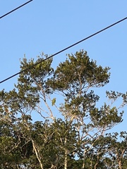 Amazona autumnalis