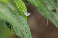 Hypolycaena othona