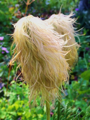 Pulsatilla occidentalis