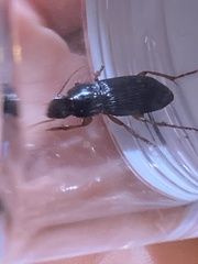 Harpalinae