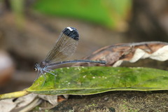Calopterygoidea