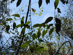 Myrtaceae
