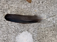 Cairina moschata domestica