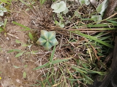 Myrtillocactus geometrizans