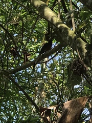 Copsychus malabaricus