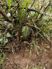 Myrtillocactus geometrizans