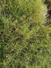 Stachytarpheta jamaicensis