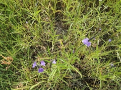 Stachytarpheta jamaicensis