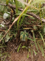 Myrtillocactus geometrizans
