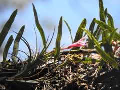 Tillandsia tenuifolia