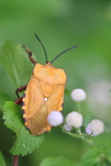 Tessaratoma papillosa