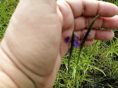 Stachytarpheta jamaicensis