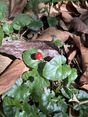 Geophila
