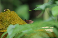 Ancistroides nigrita