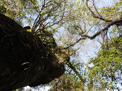 Parapiptadenia excelsa
