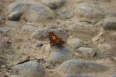 Vagrans sinha