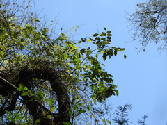 Parapiptadenia excelsa